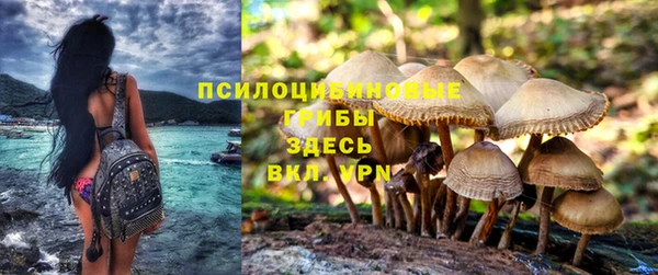 PSILOCYBIN Зерноград